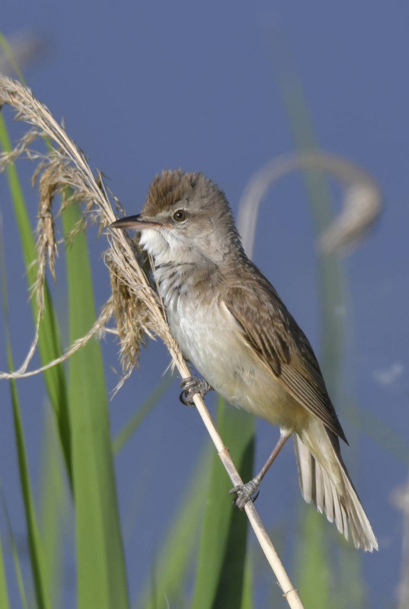 Acrocephalus arundinaceus