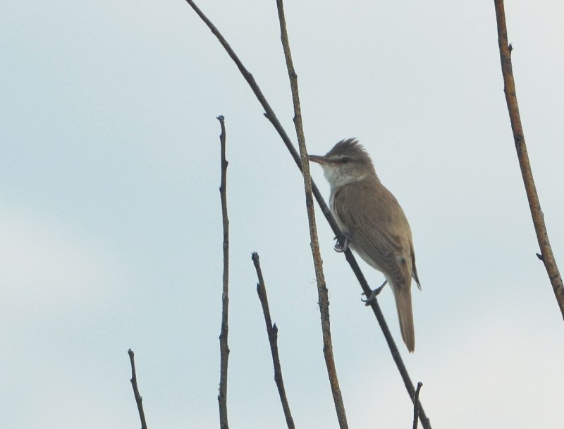 Acrocephalus arundinaceus