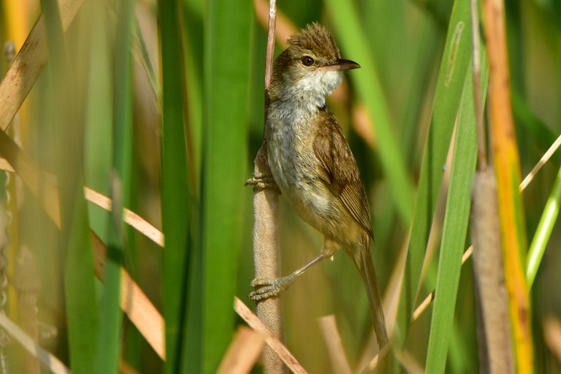 Acrocephalus arundinaceus