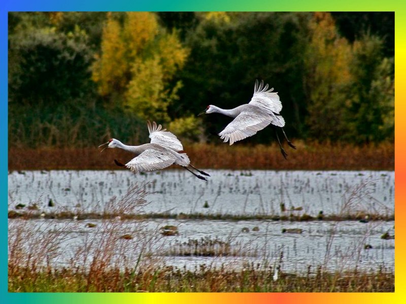 Журавли улетают