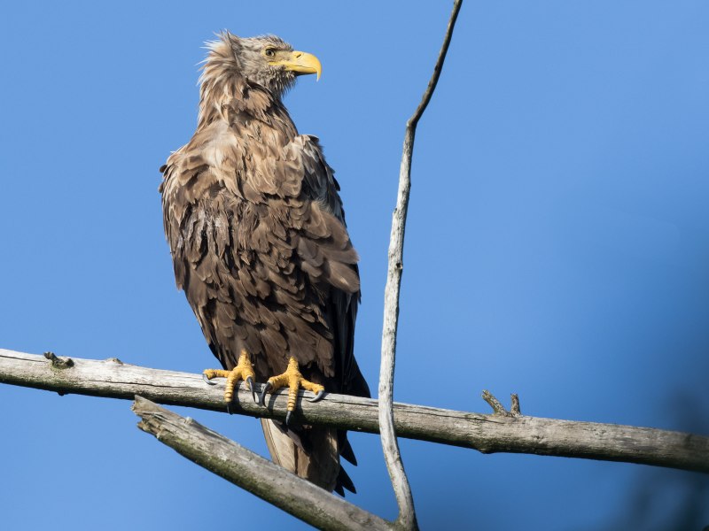 Spizaetus Tyrannus