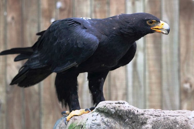 Aquila verreauxii Eagle