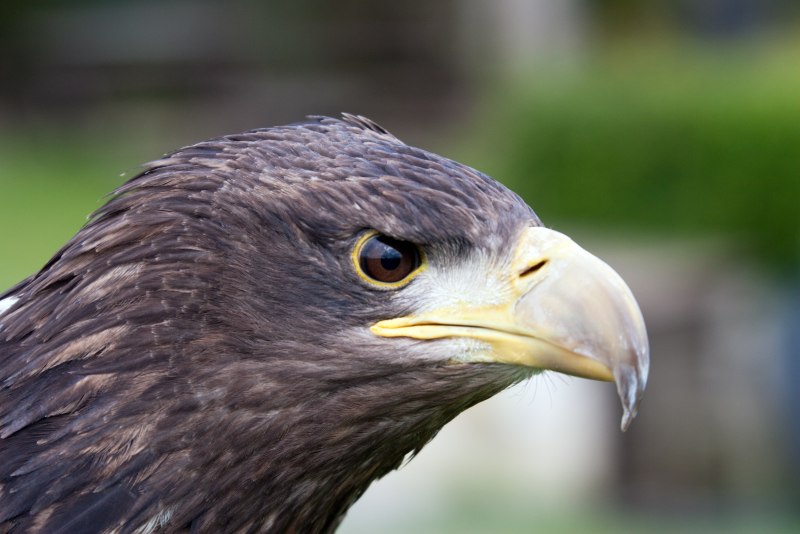 Aquila verreauxii Eagle