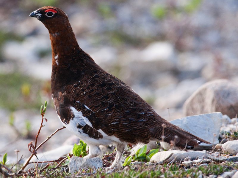 Melanoperdix nigra