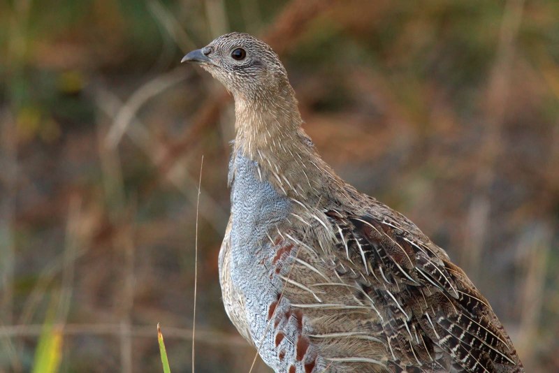 Серая куропатка (Perdix Perdix)