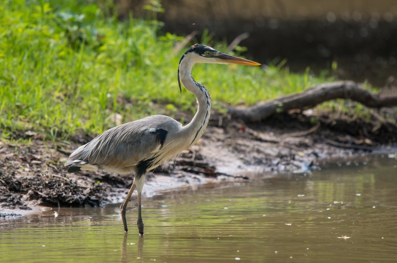 Great Blue Heron птица