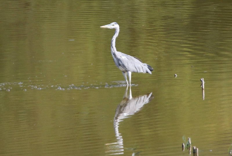 Модель Yuan Heron