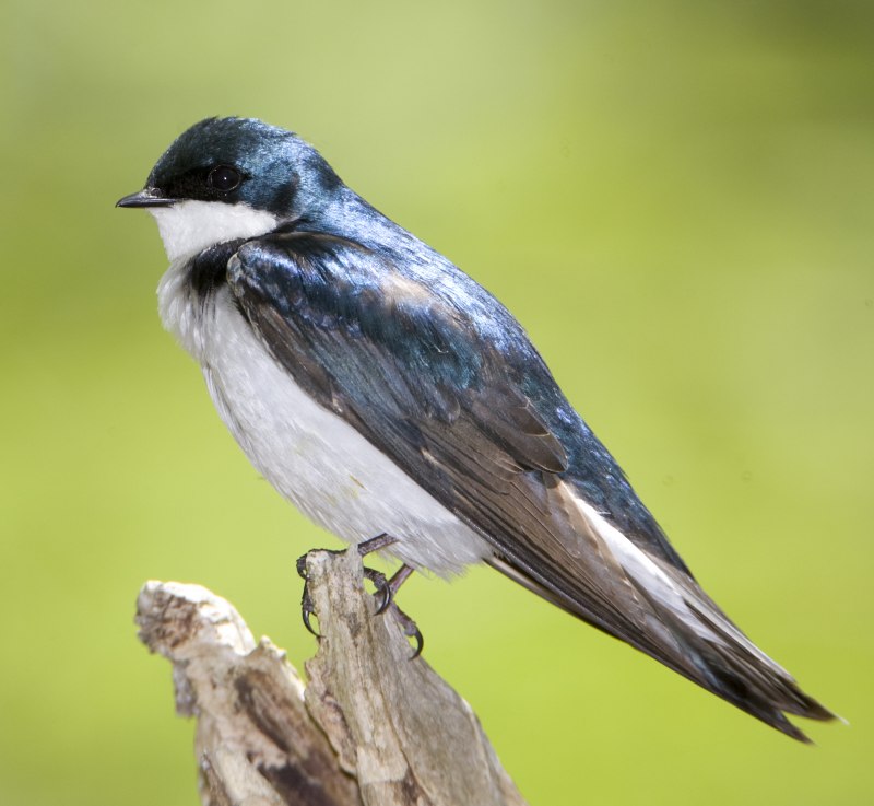 Ласточка городская (Delichon urbicum)