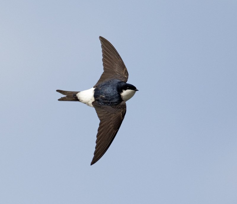 Ласточка городская (Delichon urbicum)