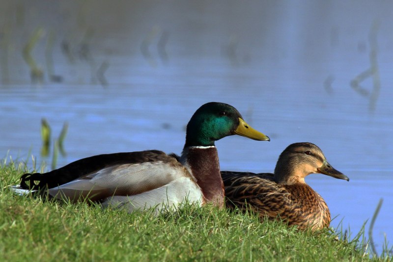 Drake Mallard