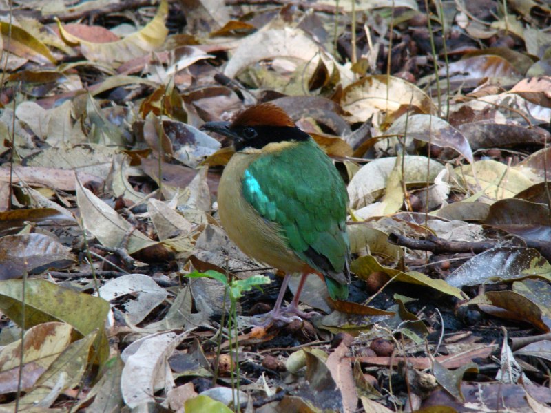 Greenfinch музыка