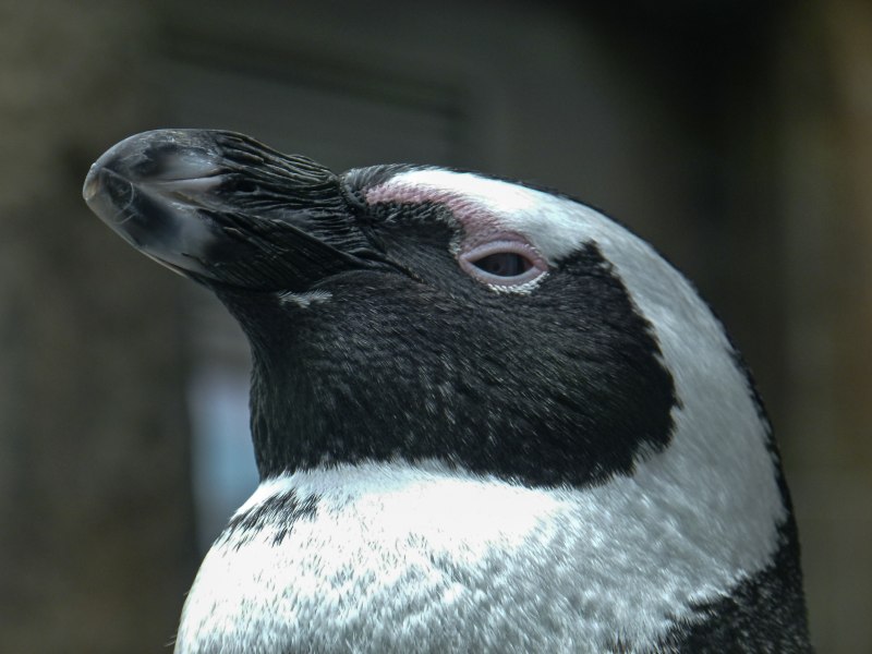 Перо в разрезе