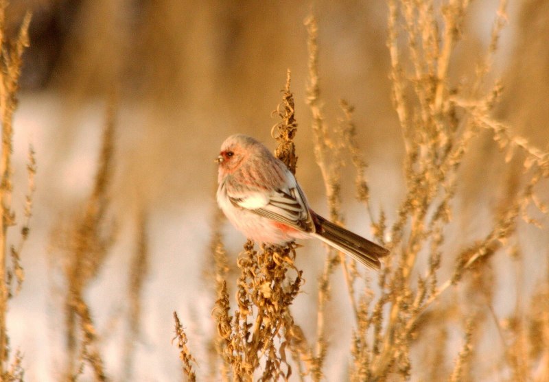 Uragus sibiricus