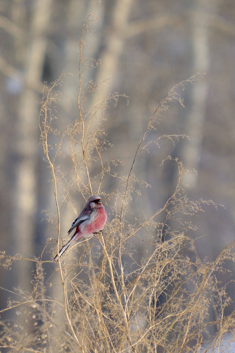 Uragus sibiricus