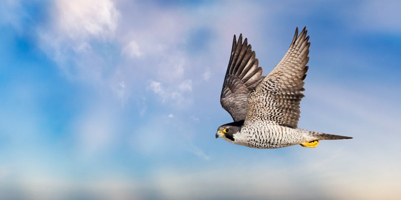 Сокол-Сапсан Falco peregrinus Tunstall