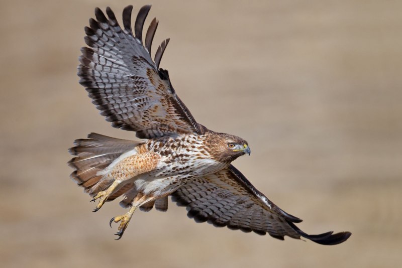 Сокол-Сапсан (Falco peregrinus)