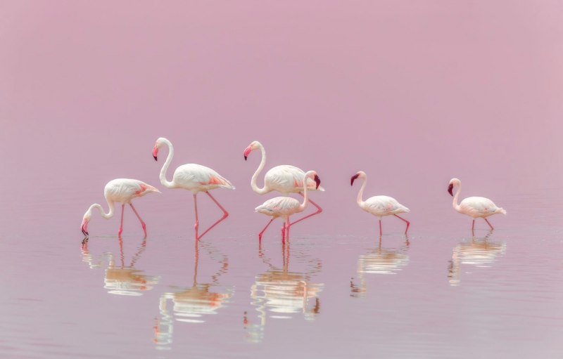 National Geographic фото Фламинго