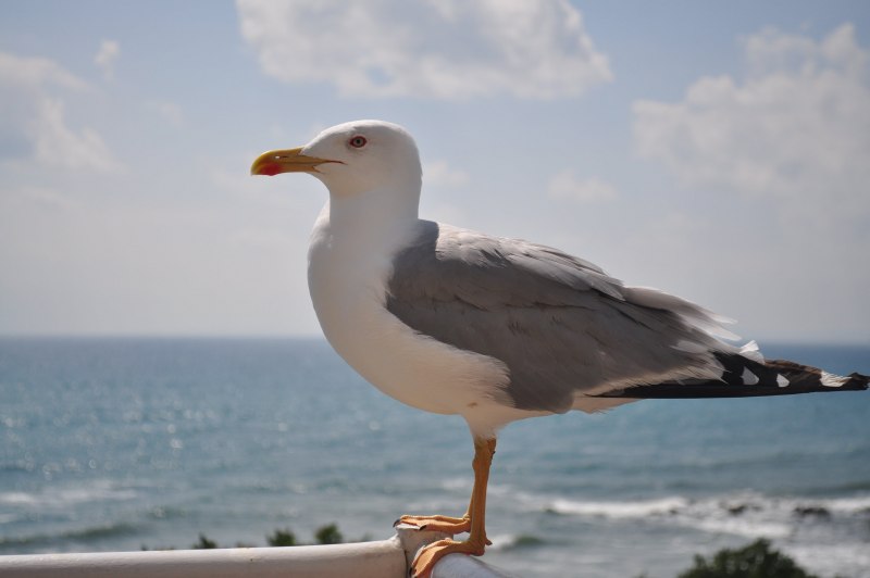 Larus canus