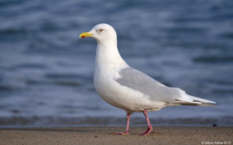 Running Seagull