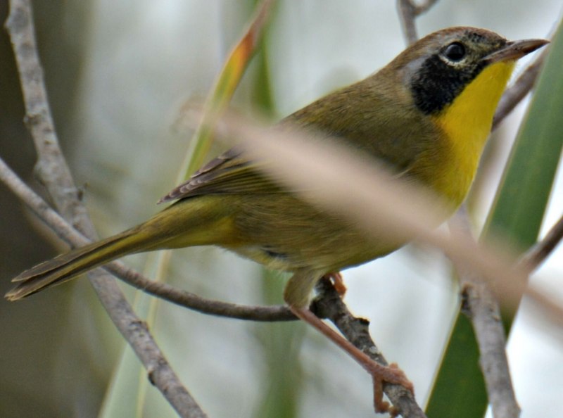Green Warbler птица
