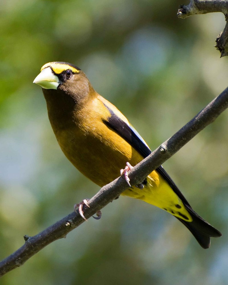 Lichenostomus melanops)