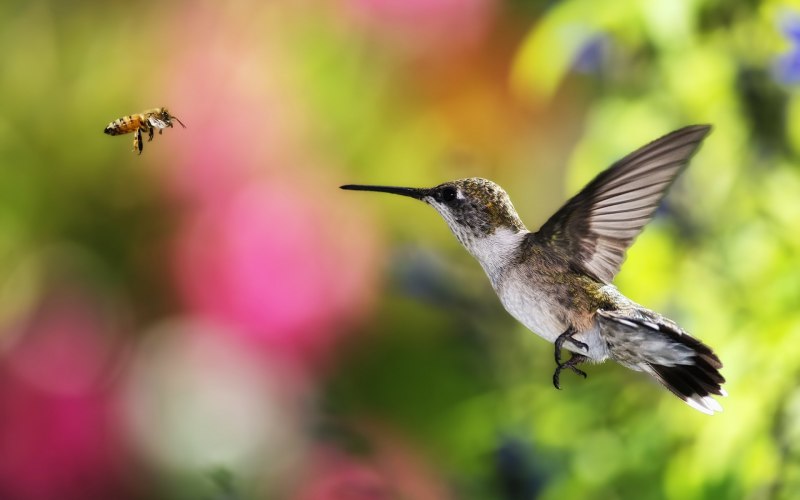 Lophornis Brachylophus