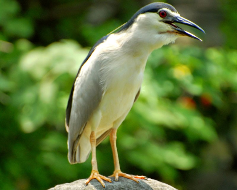 Bermuda Night Heron