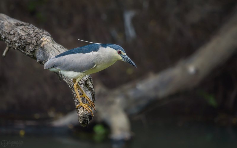 Black crowned Night Heron