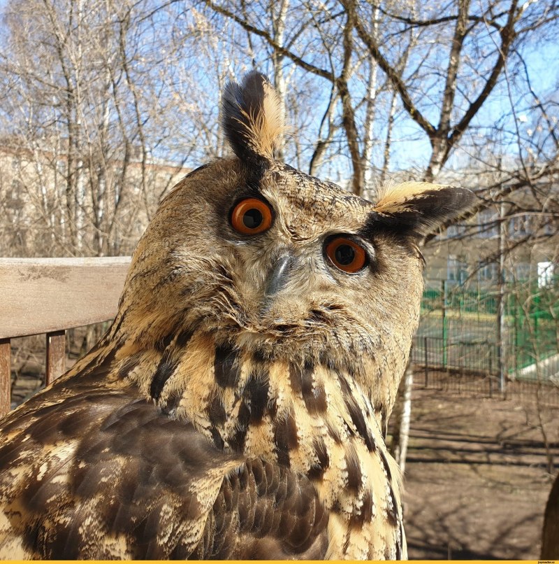 Сова ёль