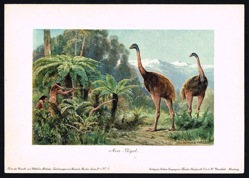 Динорнис Робустус Южно Островский гигант МОА (*Dinornis robustus Owen, 1846))