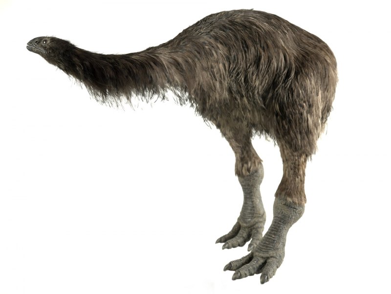 МОА птица Dinornis robustus