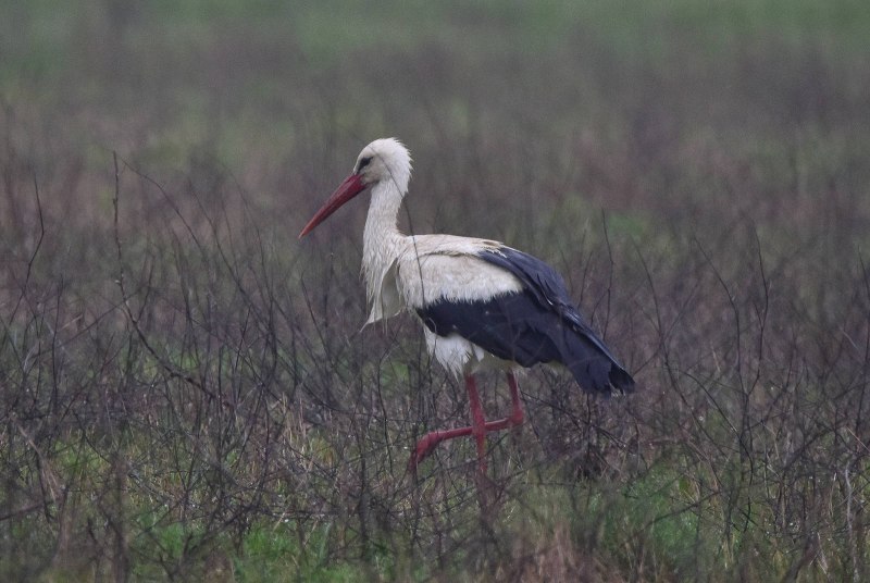 Дальневосточный Аист Ciconia boyciana