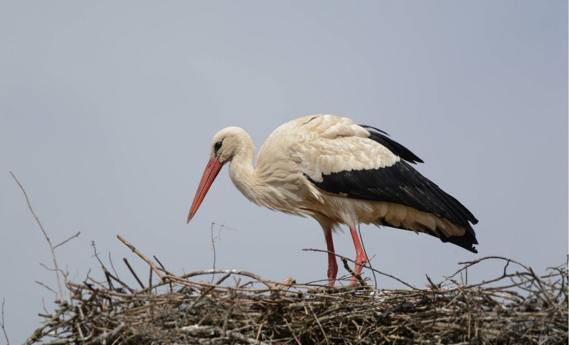 Белый Аист (Ciconia Ciconia)