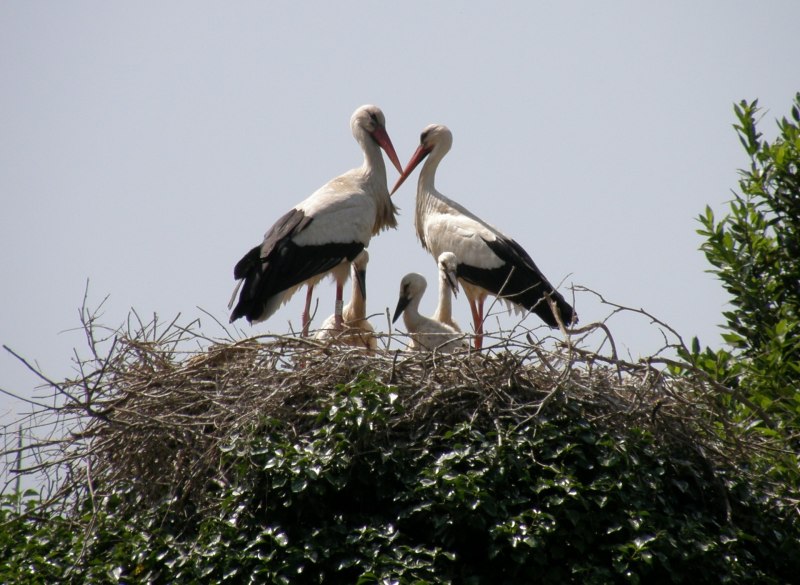 Камера сортности птицы Stork