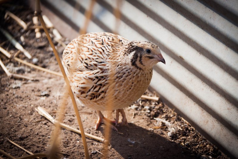 Jungle Bush Quail