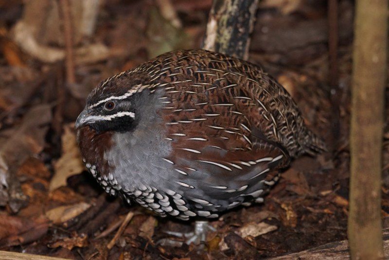 Перепел-Арлекин / Coturnix delegorguei