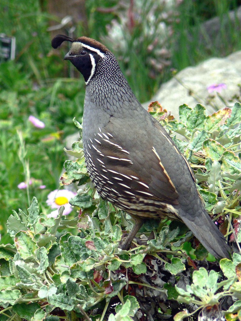 California Quail птица