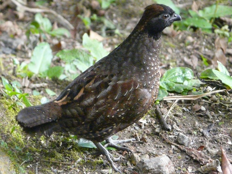 Перепел обыкновенный Coturnix Coturnix