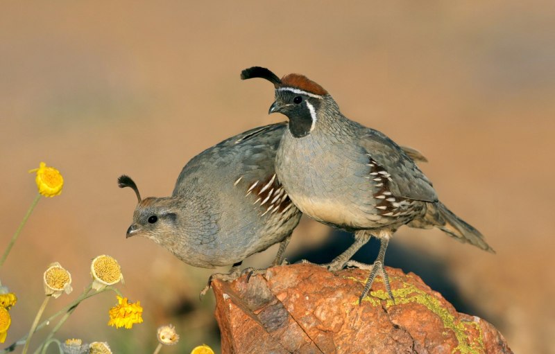 Перепел Coturnix Coturnix
