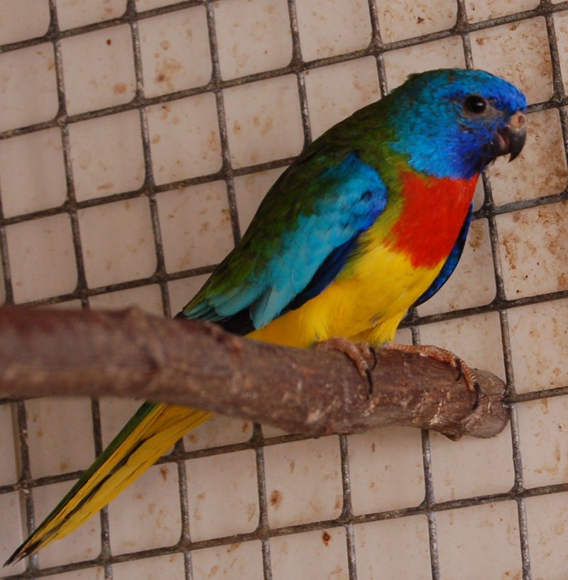 Gabriela Robin Green Bird