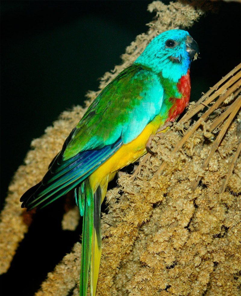 Лазурный попугай (58 фото)