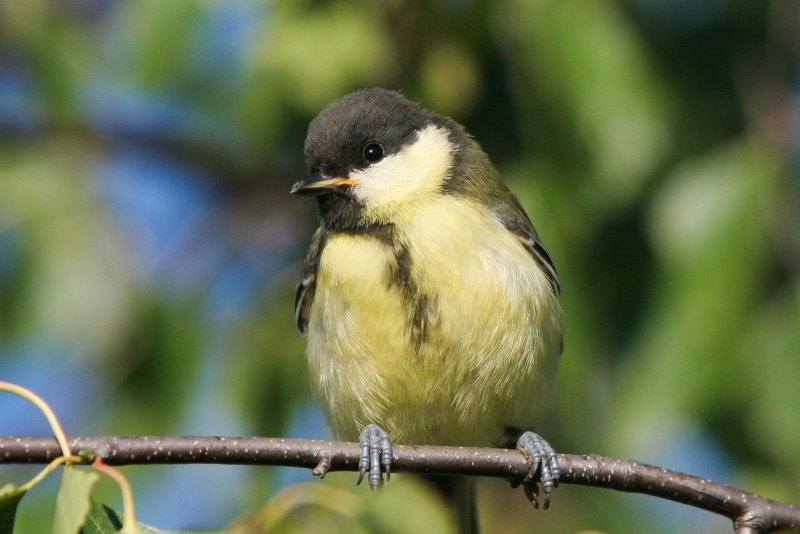 Синица Parus Major