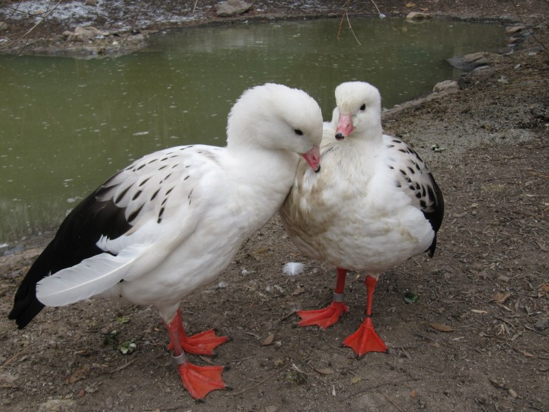 Андский Гусь