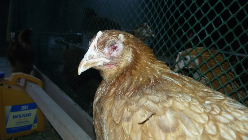 Птичий грипп (avian influenza)