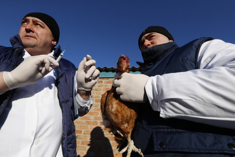 Болезни домашних и сельскохозяйственных птиц