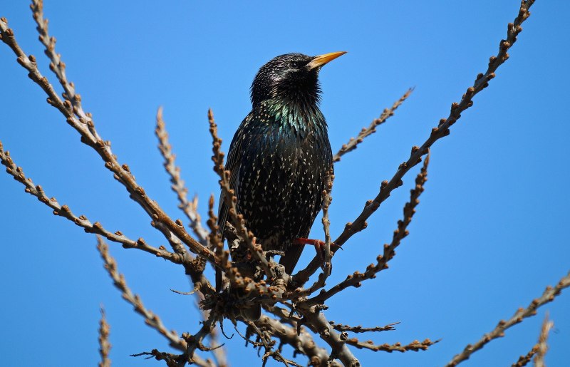 Starling Hannah