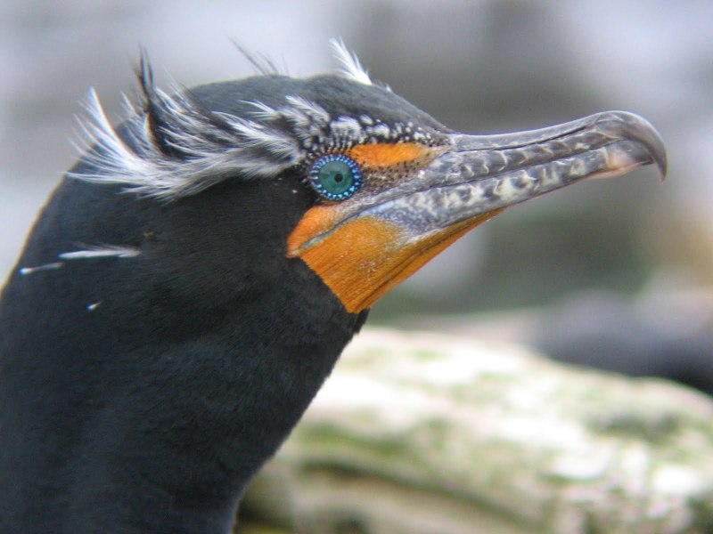 Phalacrocorax sulcirostris
