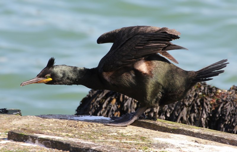 Стеллеров Баклан Phalacrocorax perspicillatus