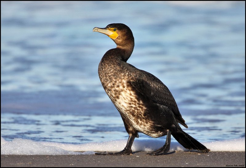 Blue eyed Cormorant Diet