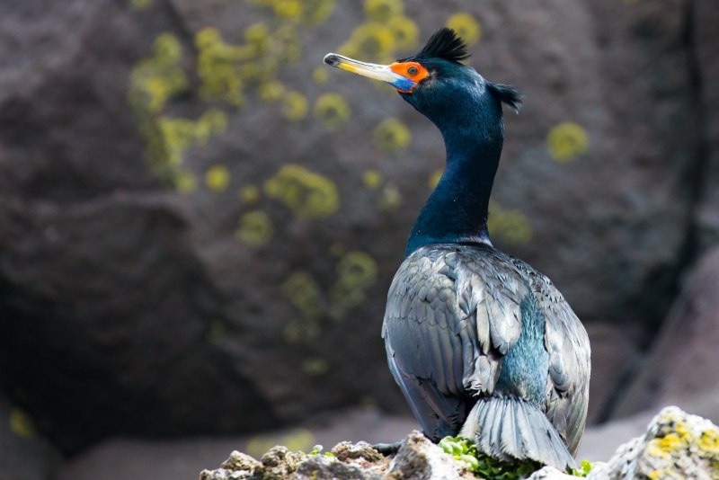 Phalacrocorax sulcirostris